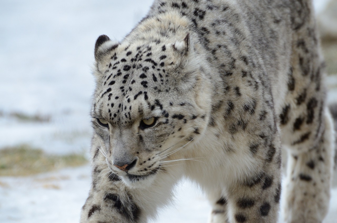 leopard, snow, winter-6153935.jpg